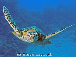 Hawksbill turtle admires itself in the lens port by Steve Laycock 